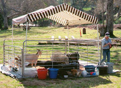 Petting Zoo